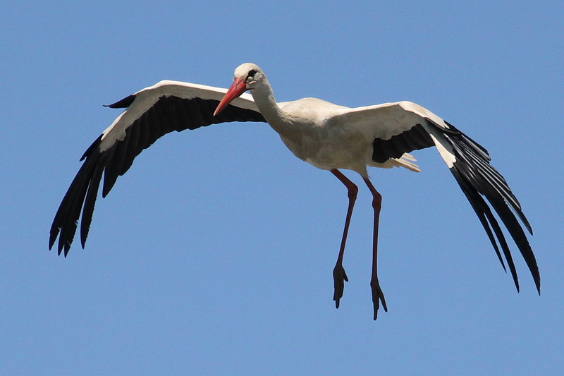 Weissstorch